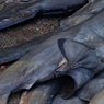 Paul Nevin Sri Lanka Photo Large Eyed Thresher sharks fish market Negombo